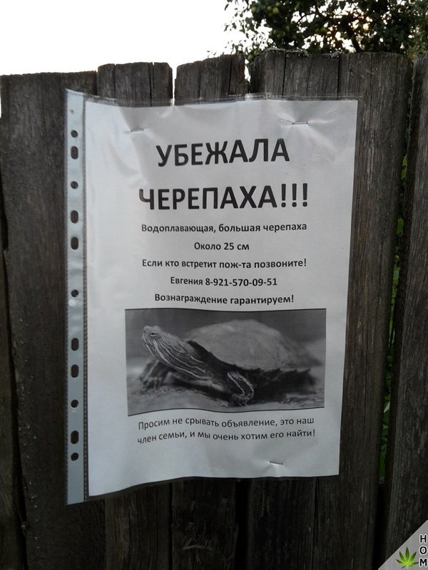 Прикольные надписи и объявления