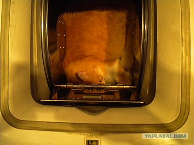 Котовторник 8 мая 2012