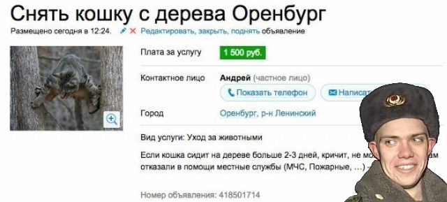 Забавные фото котеек