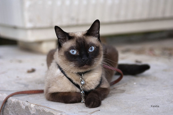 Котовторник 11.09.2012