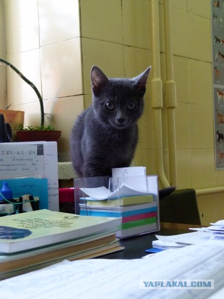 Котовторник  16.10.12