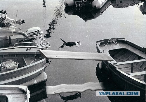 Фотожаба: Полет Барсика