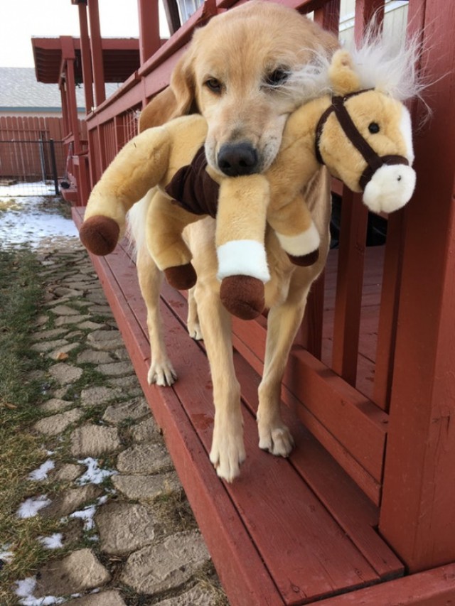 Собаки бывают