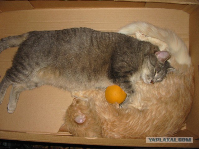 Котэ-креведко