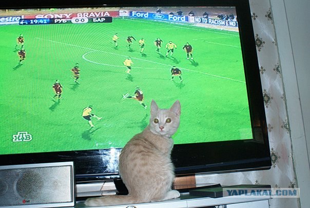 Кот в замешательстве