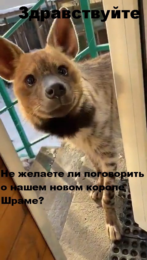 Так себе картинки 28.11.21