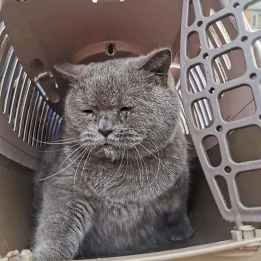 Кошки в Киеве