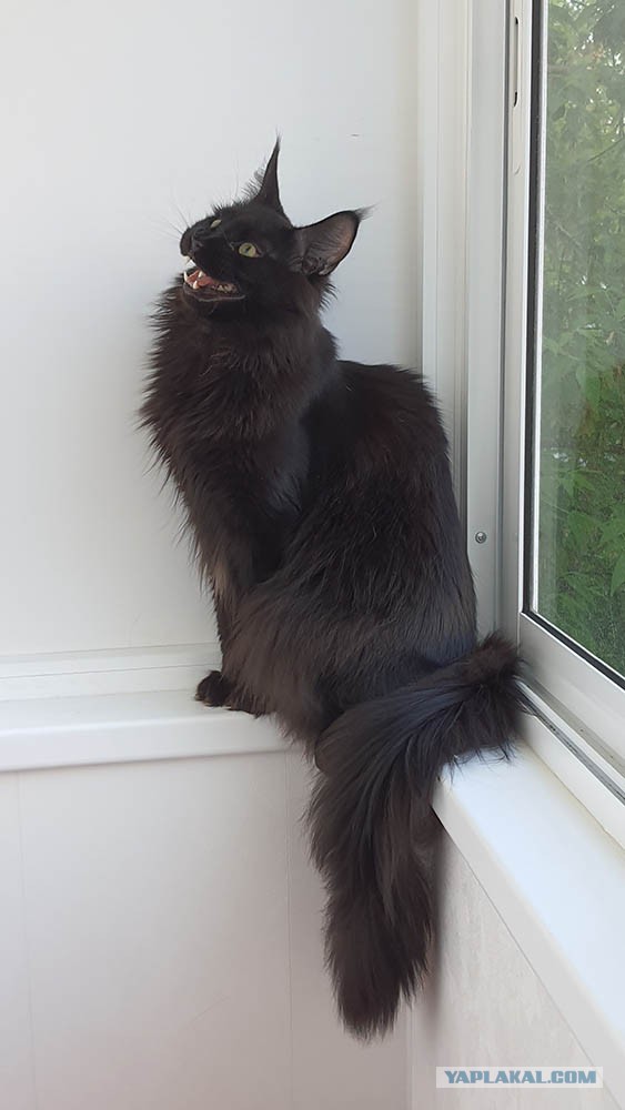 Котовторнику быть