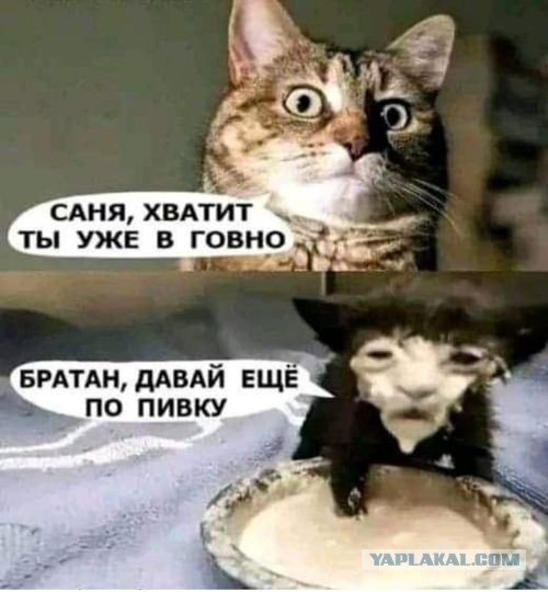 Весёлый полтишок 08.09.22