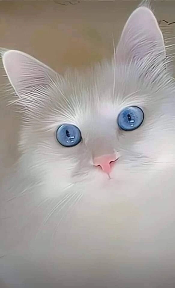 Кот в потолке