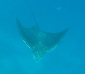 Почему нельзя купаться ночью в Красном море Египта?