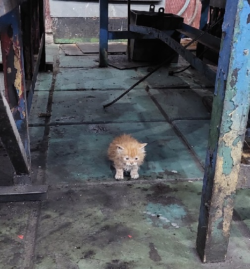 Заводские коты