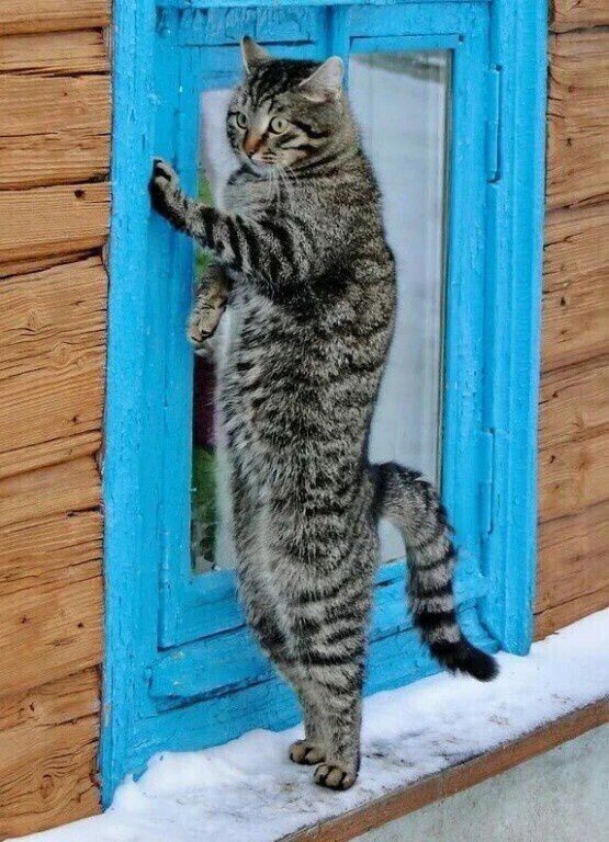 Коты деревенской породы