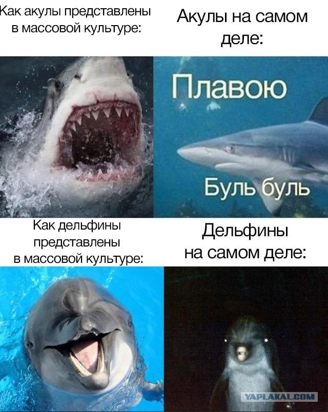Мальчик и дельфин встретились на анапском мелководье