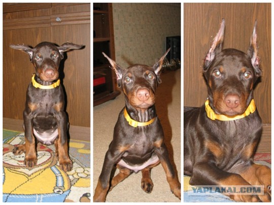 А у Даны д.р. Ей 10 лет!