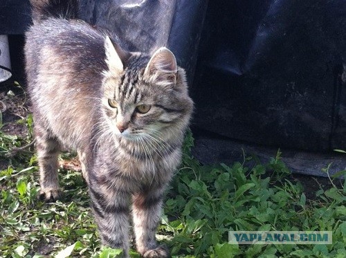 Котовторник  30.07.2013