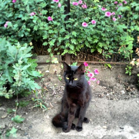 Котовторник 17.09.2013