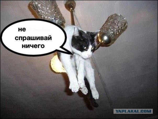 Попался