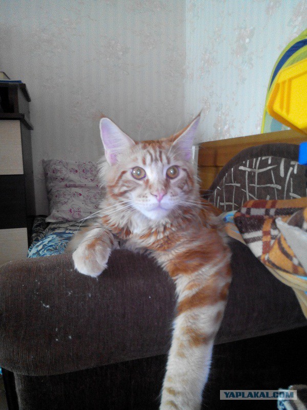 Котовторник 01.04.2014