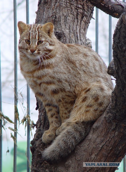Котята в духовке