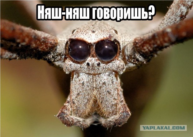 Что за тварь?