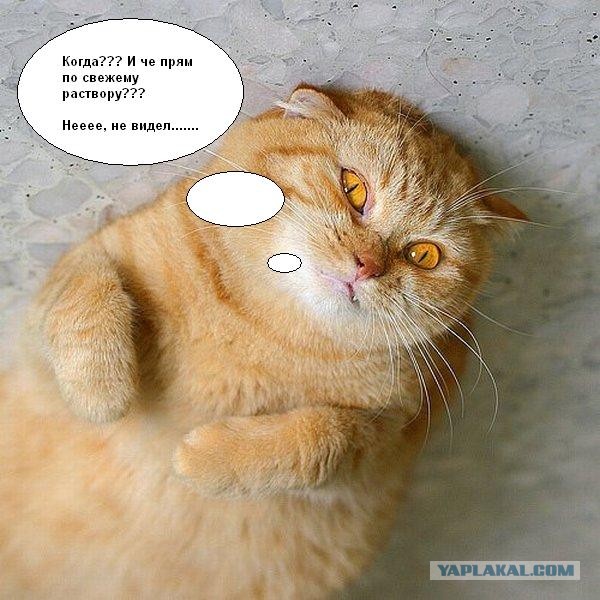 Кто-то получит по рыжей морде.
