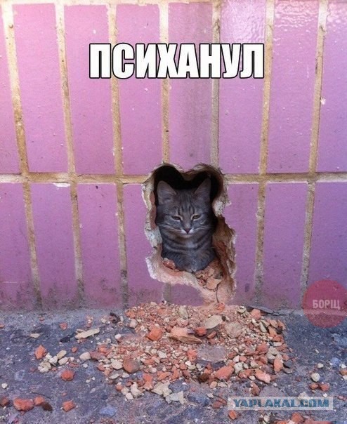 Свежие картинки из сети