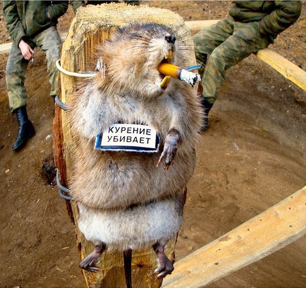Подборка картинок
