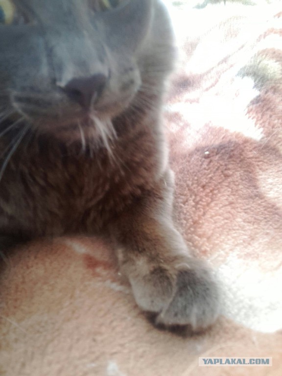 Котовторник 20.01.2015