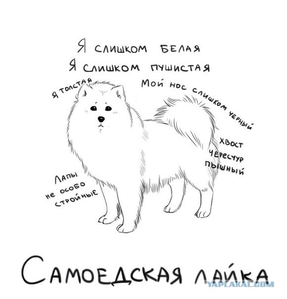 Самоедская лайка