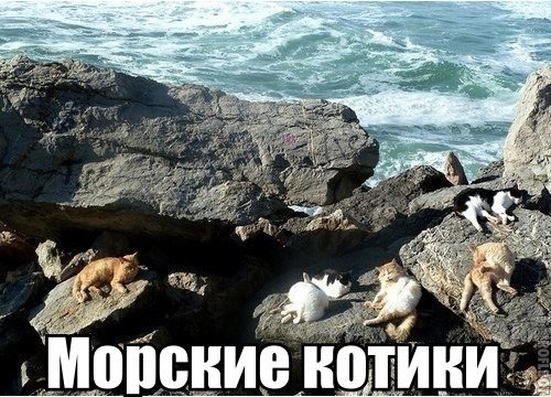 Котовторник