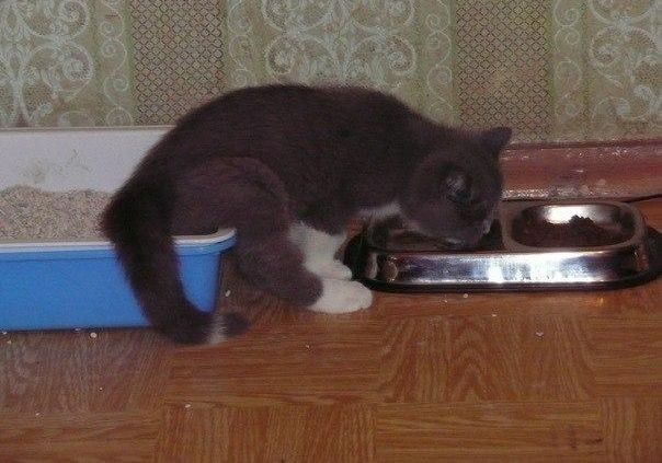 Новогодний котовторник,05.01.16.