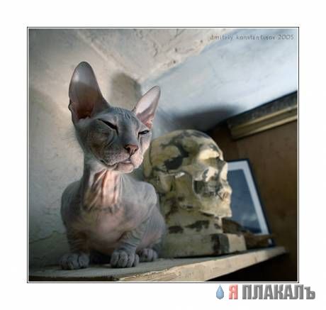Коты, кошки, котята