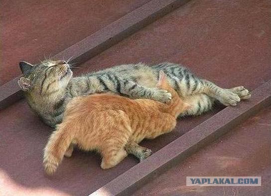 Котовторник 16.02.16