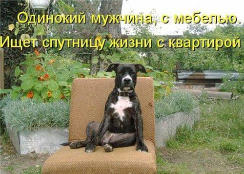 Скотинки - Животинки