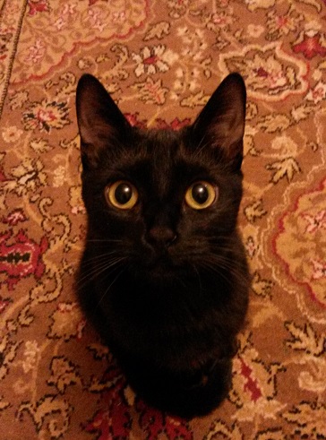 Мой кот, мои правила!