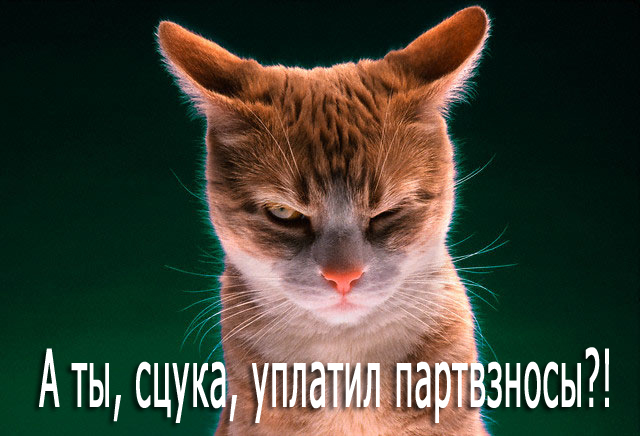 Злой кот районник, часть 2