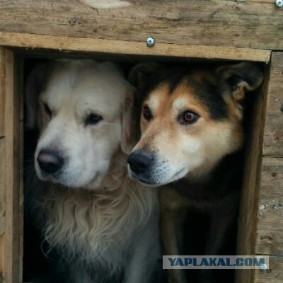 Собакочетверг 07.04.2016