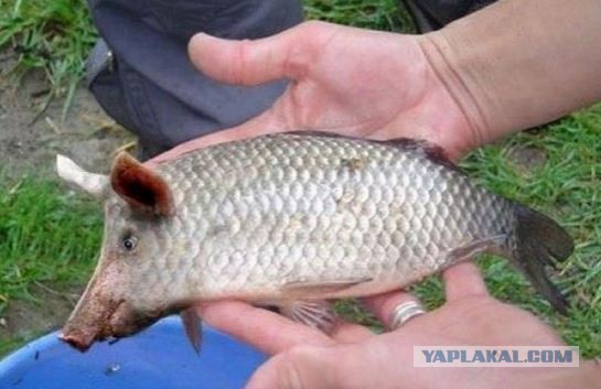 Картинки и приколы из сети