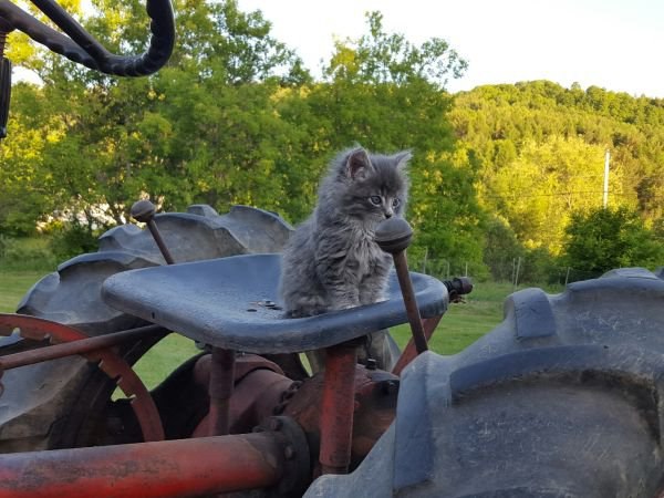 Коты и Кошки
