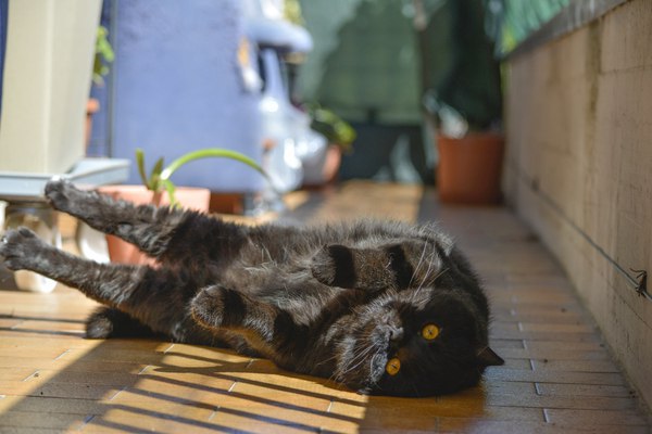 Коты и Кошки