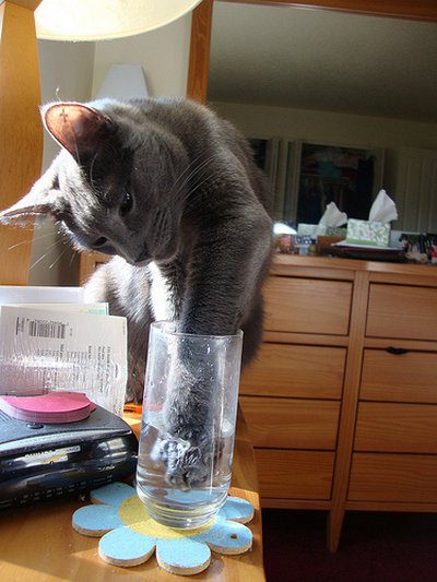 Коты и Кошки