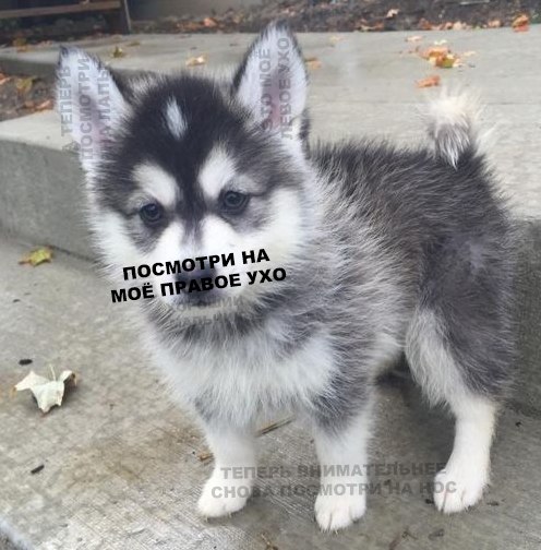 Прикольные картинки абавсём