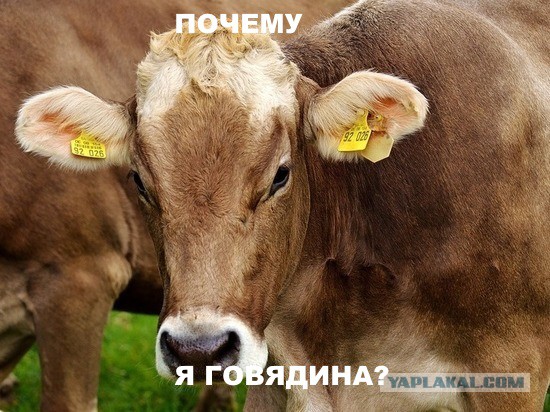Газзаев благословил Путина на прямой линии и разошелся на мемы