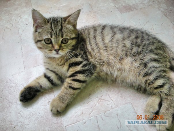 Котовторник на ЯПлакалъ (10.06.08), прикольные коты, добавляем свои!