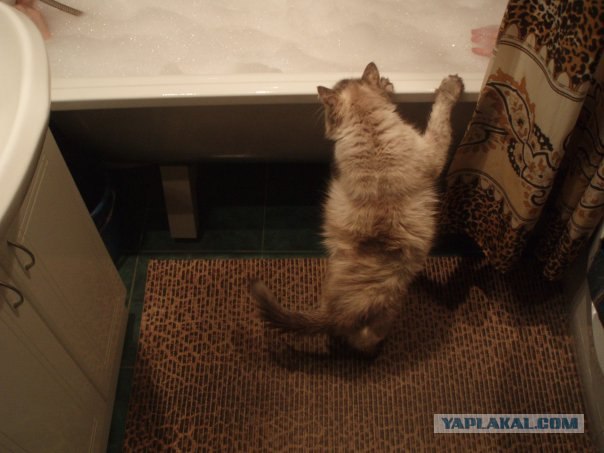 Котовторник 14.09.2010 Голые кошки на Yaplakal