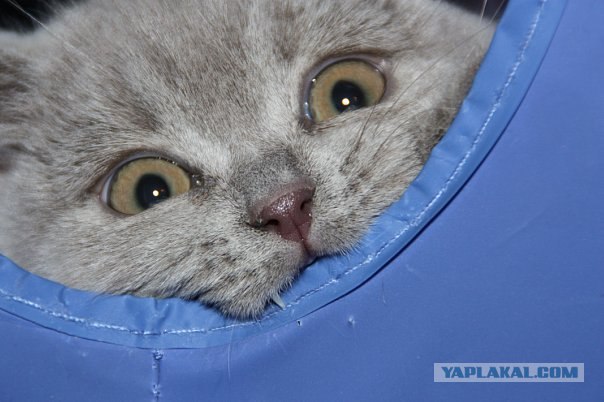 It's Catursday Fever! (Котовторник)