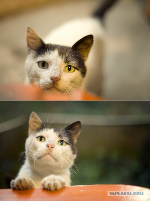Котовторник объявляется открытым!