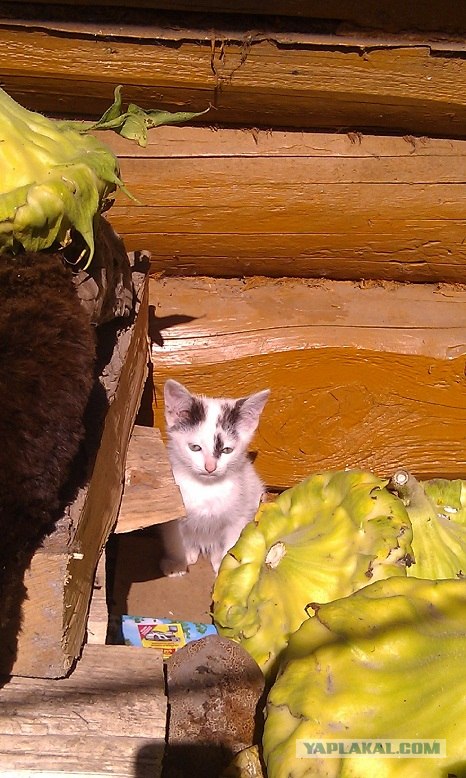 Котовторник 06.09.11