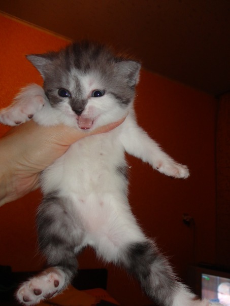 Котовторник 13.12.11 - магическе числа